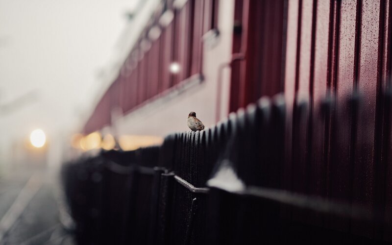 Small Bird on Fence — Black, Moody