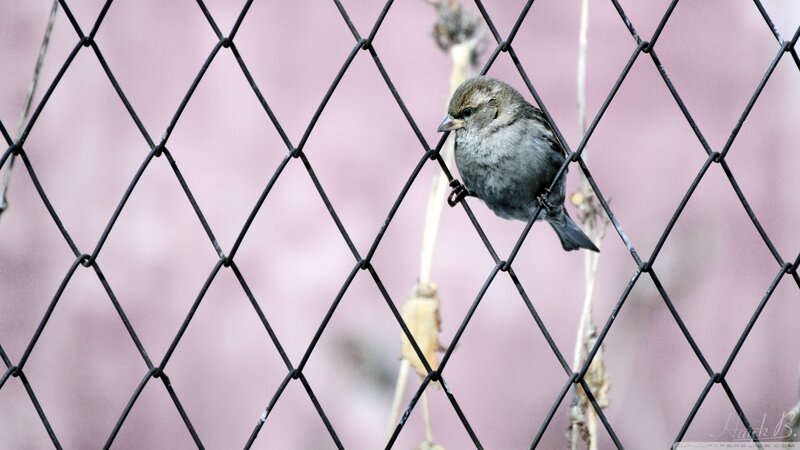 Small Bird on Fence