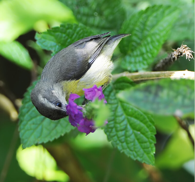 Small Bird on Flower — Green, Calm, Morning