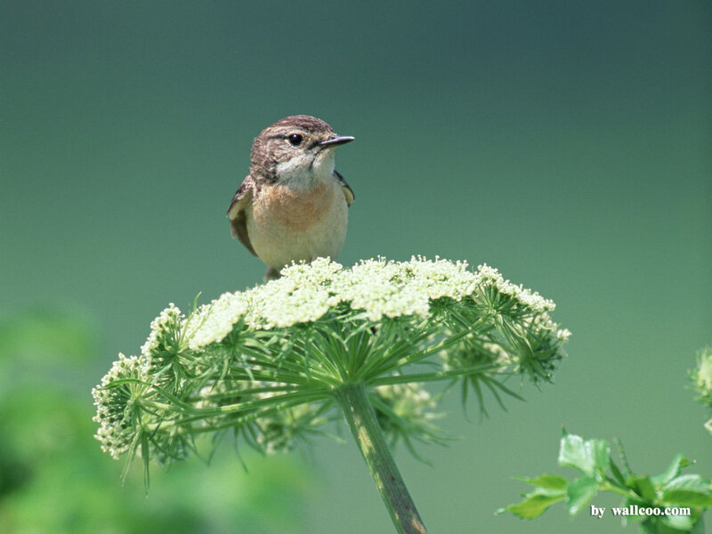 Small Bird on Flower — Green, Calm