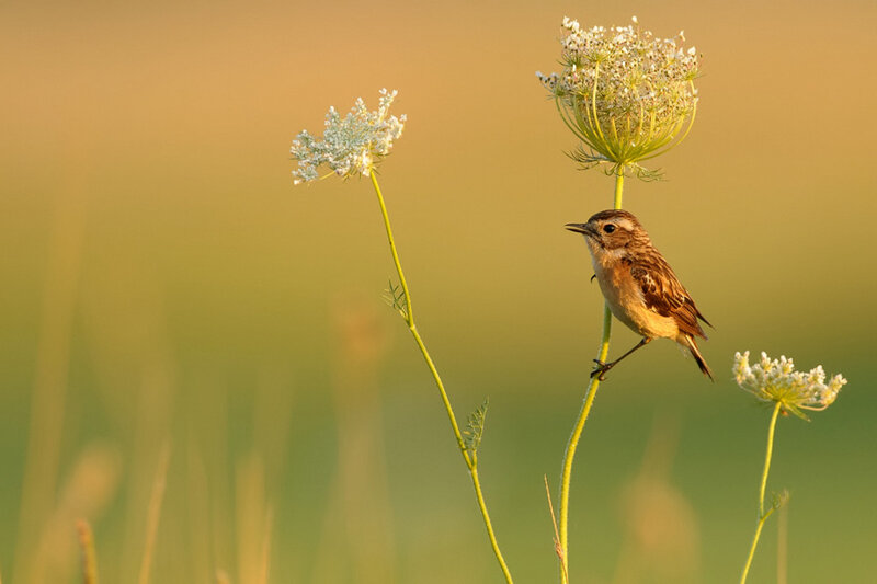 Small Bird on Flower — Green, Serene