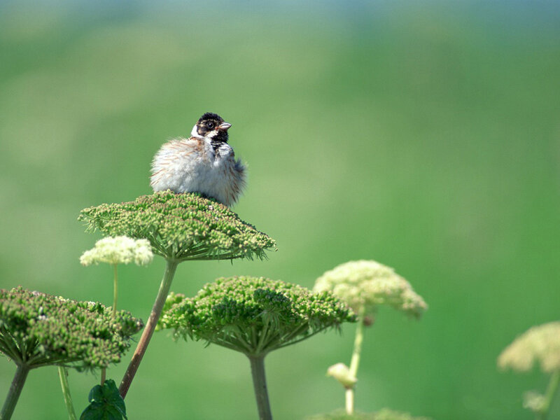 Small Bird on Flower — Green