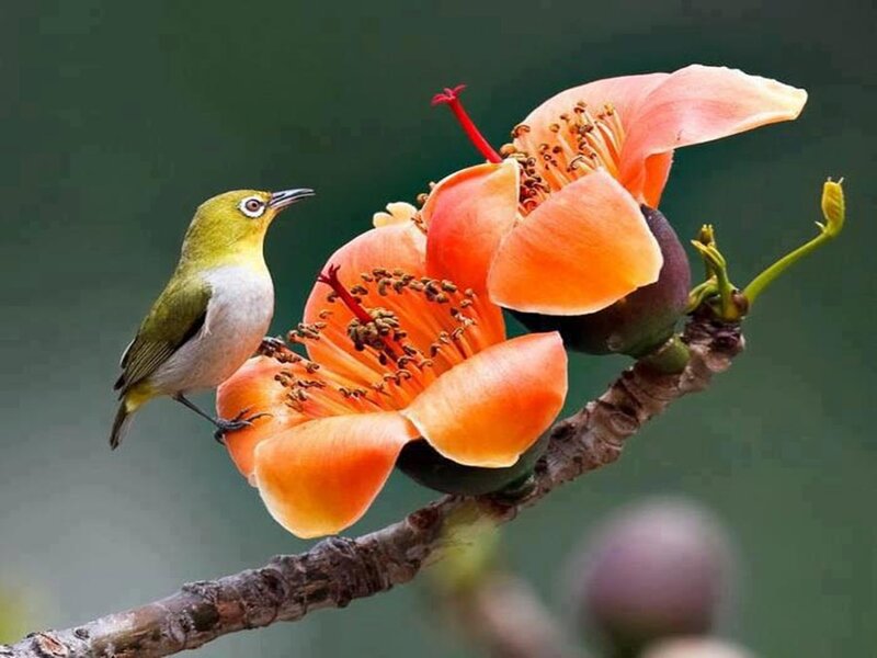 Small Bird on Flower — Orange