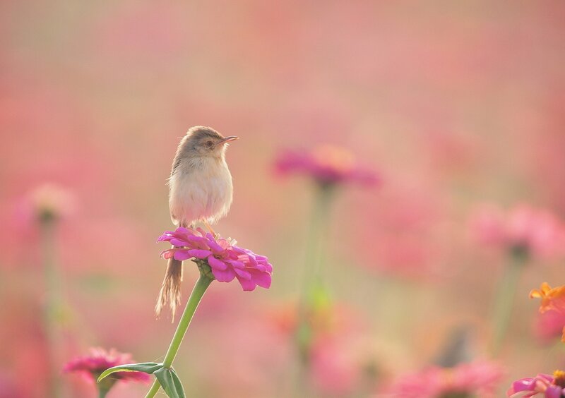 Small Bird on Flower — Pink, Serene, Morning