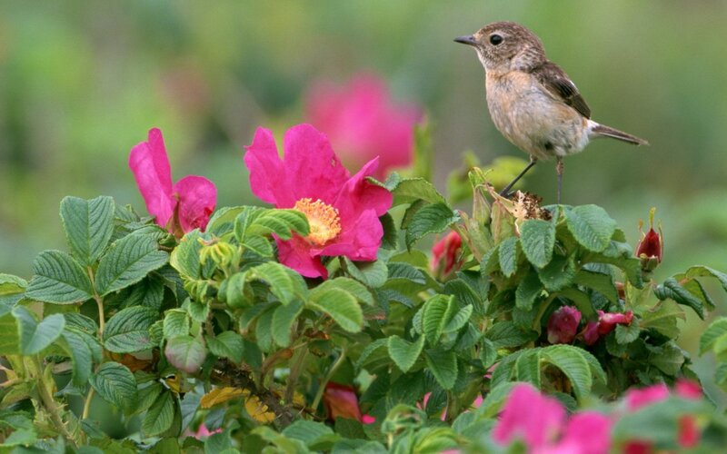 Small Bird on Flower — Pink, Serene