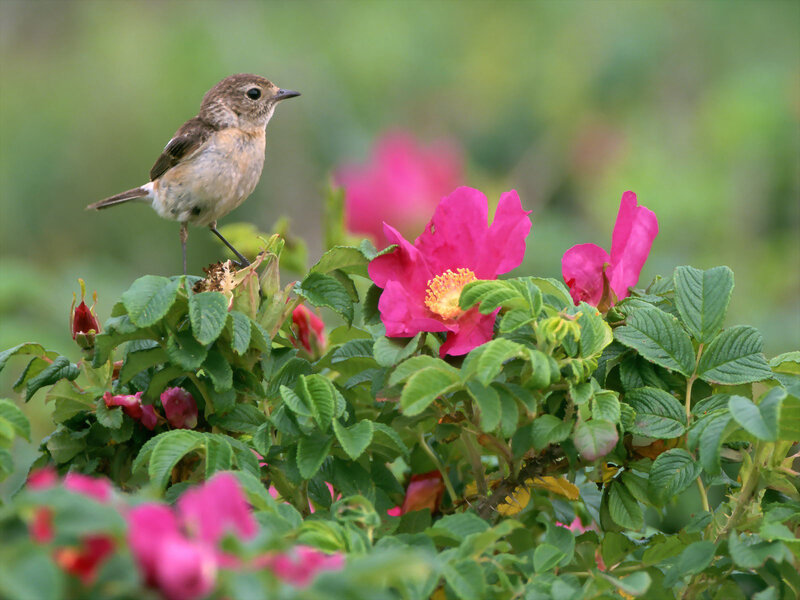 Small Bird on Flower — Pink