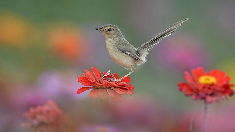 Small Bird on Flower — Red, Serene, Afternoon