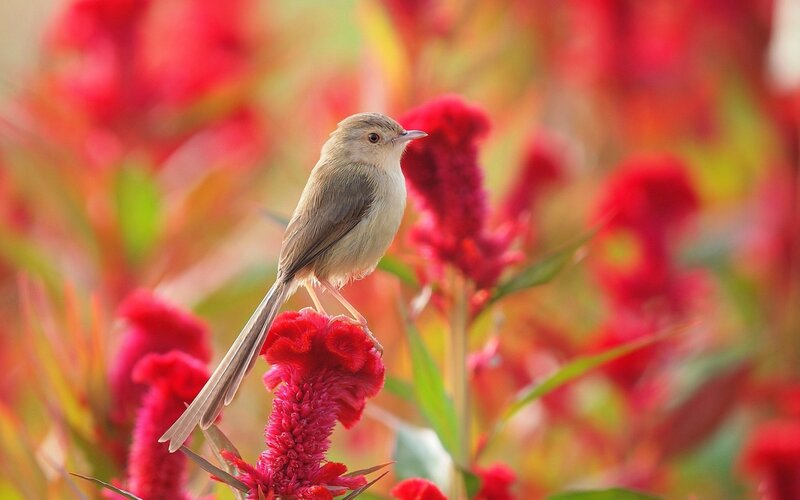 Small Bird on Flower — Red, Serene