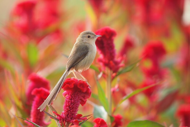Small Bird on Flower — Red