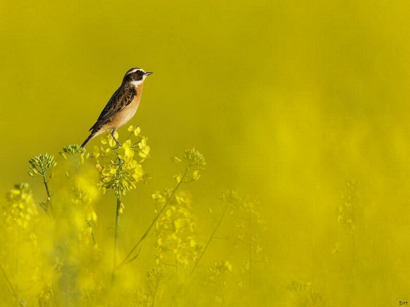 Small Bird on Flower — Yellow, Serene, Afternoon