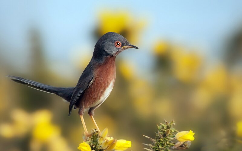 Small Bird on Flower — Yellow