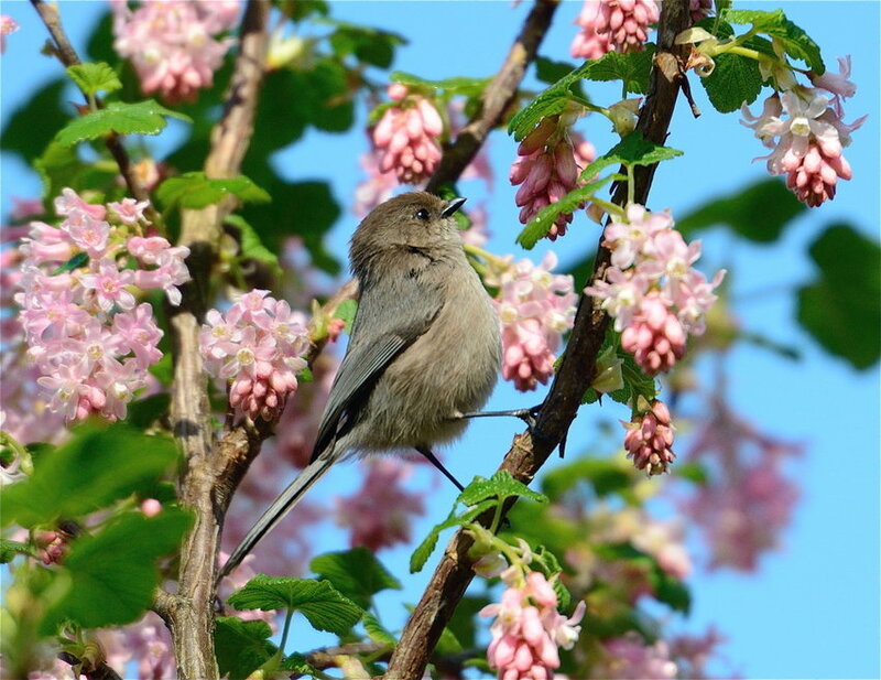 Small Bird on Flowering Branch — Pink