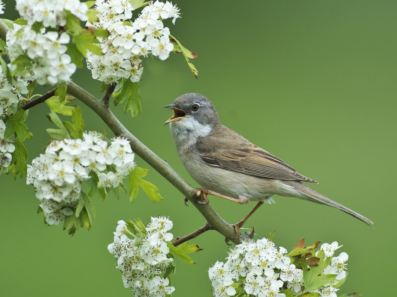 Small Bird on Flowering Branch — White