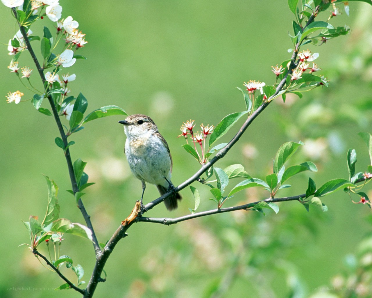 Small bird on flowering branch