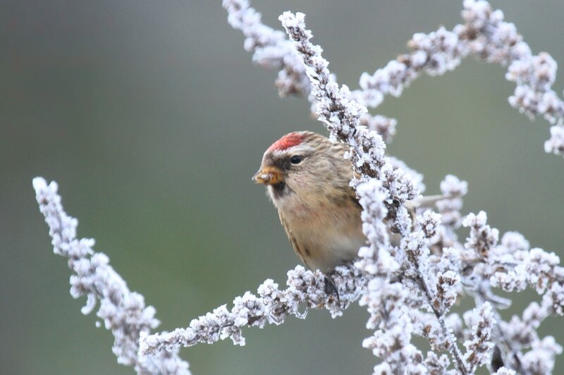 Small Bird on Frosty Branch
