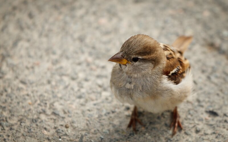 small bird on gravel