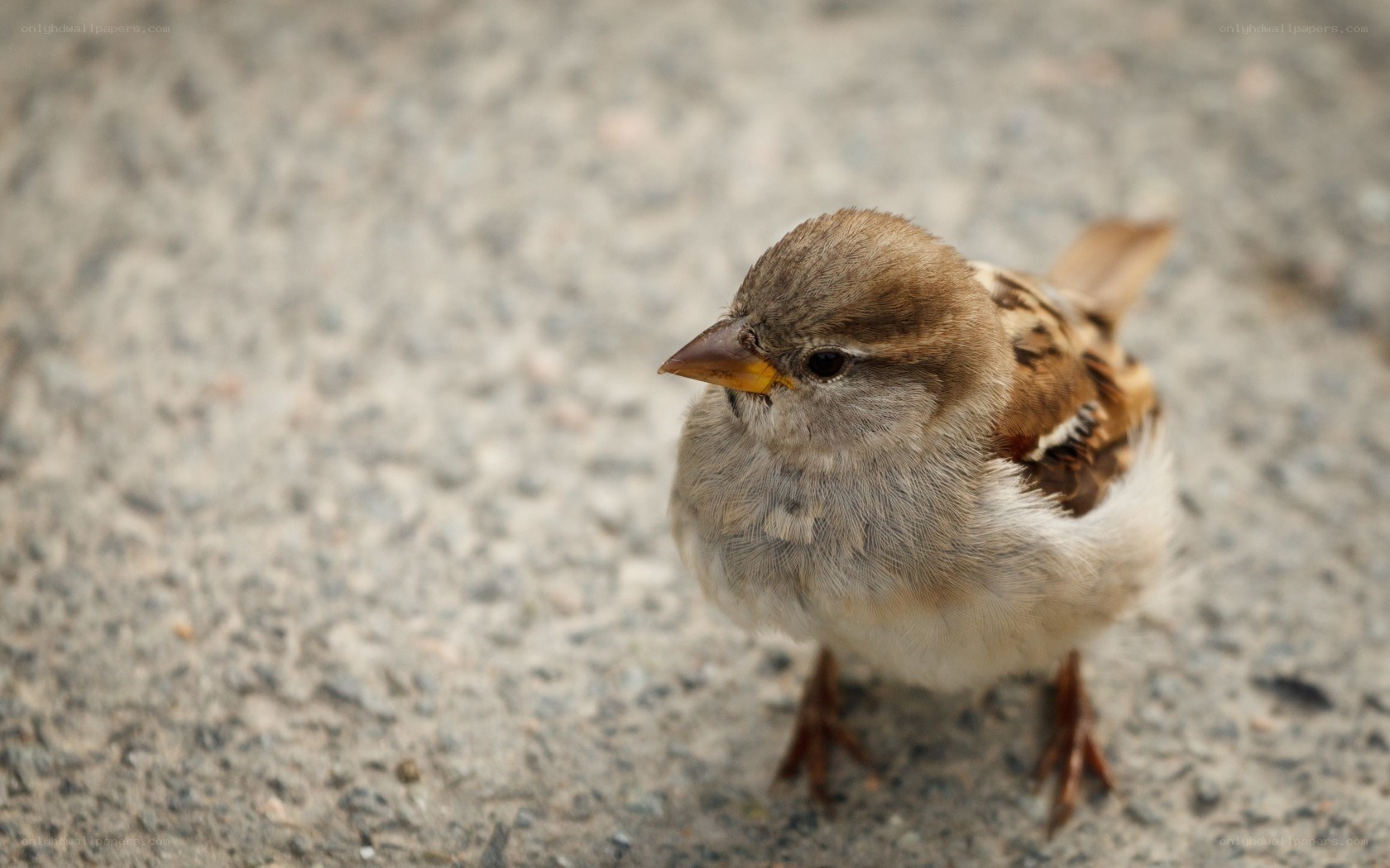 small bird on gravel