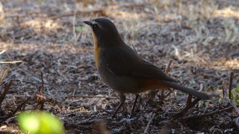 Small Bird on Ground