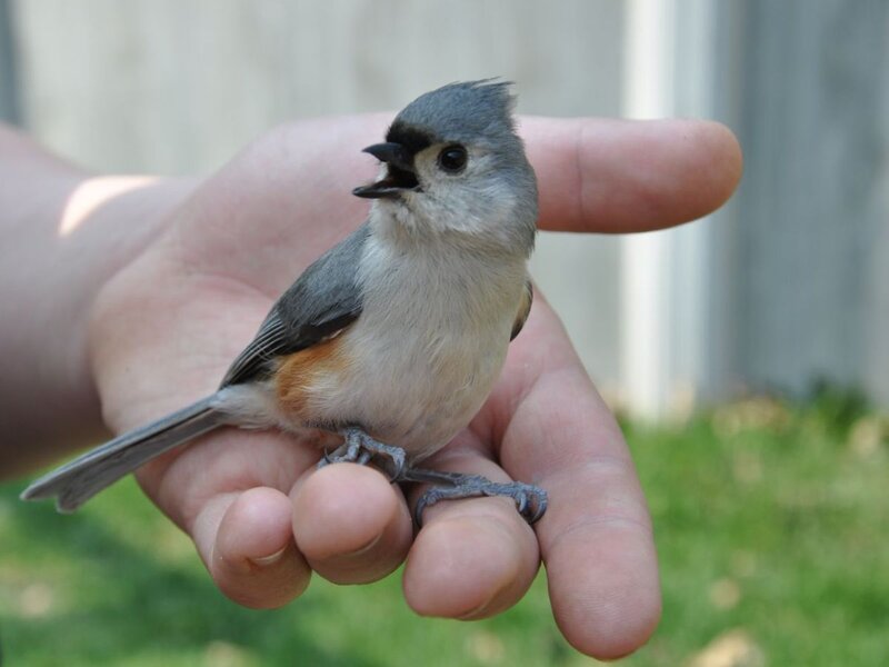 Small Bird on Hand — Gray