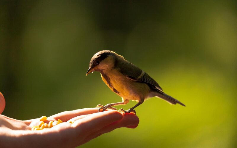 Small Bird on Hand — Green, Calm