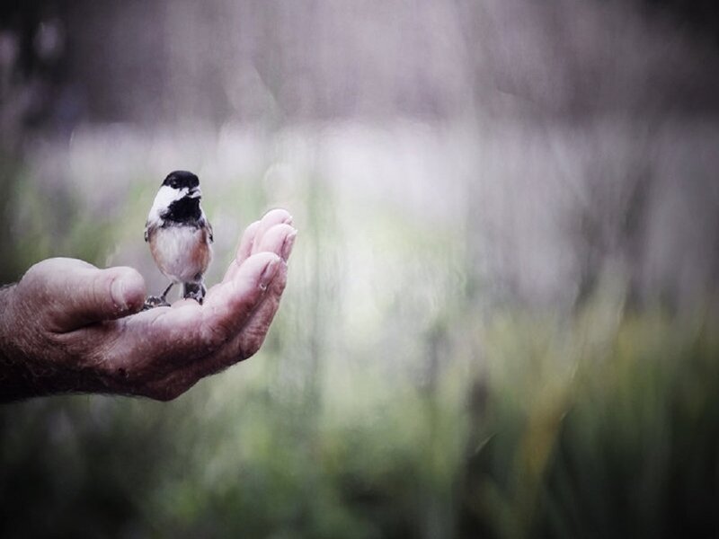 Small Bird on Hand — Green, Serene