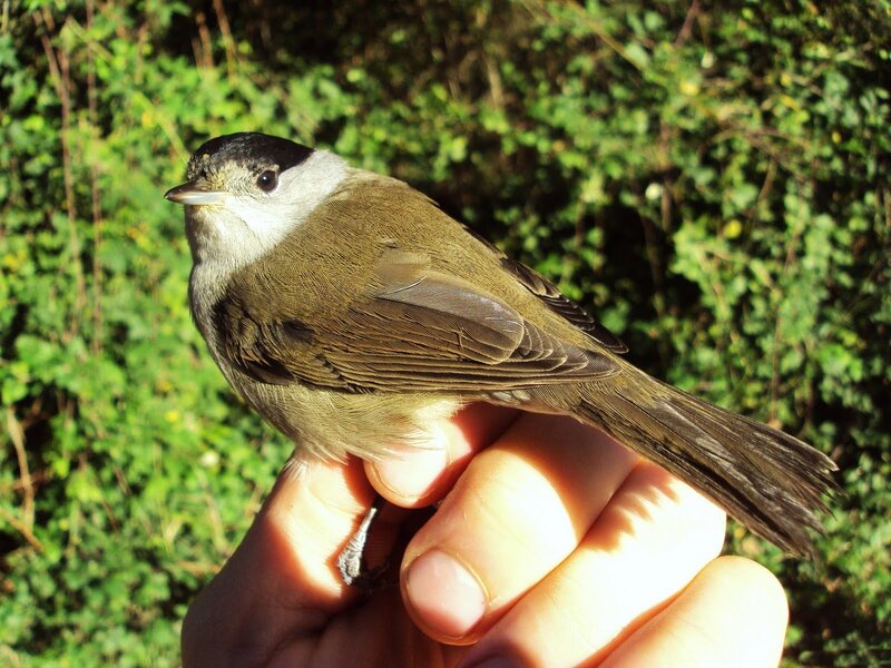 Small Bird on Hand — Green