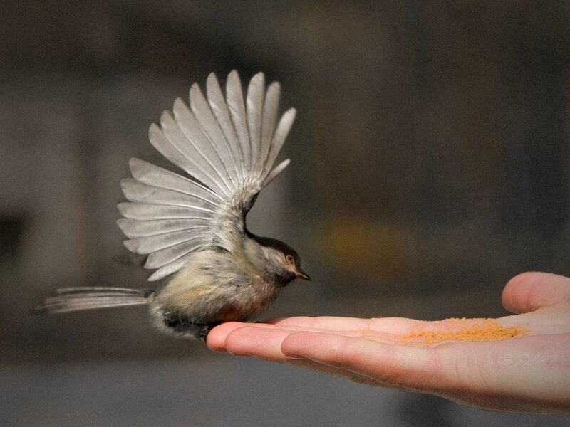 Small Bird on Hand