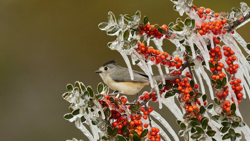 Small Bird on Icy Branch