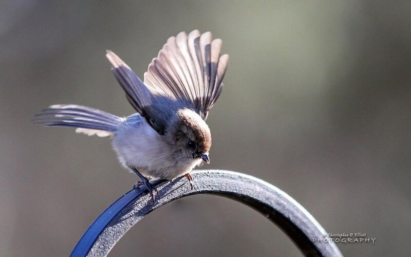 Small Bird on Metal Bar