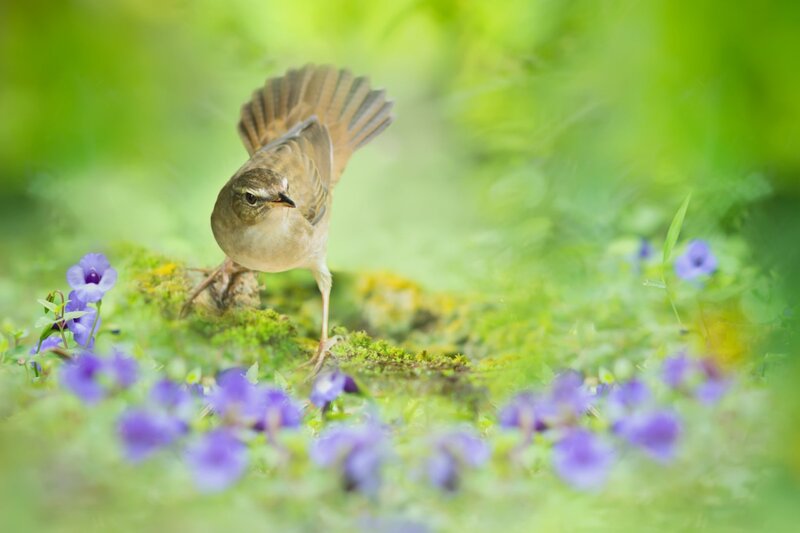 Small Bird on Moss