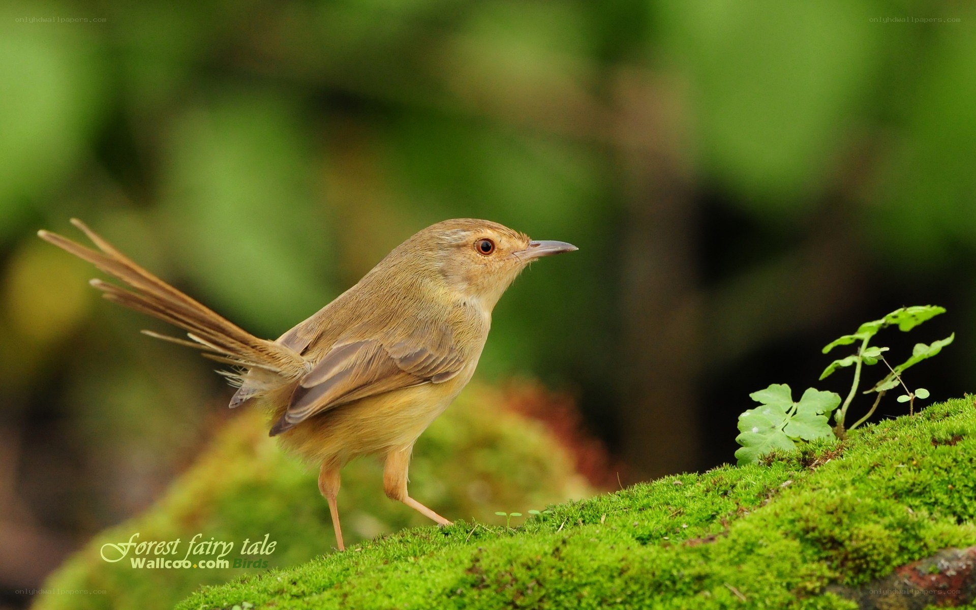 small bird on mossy ground