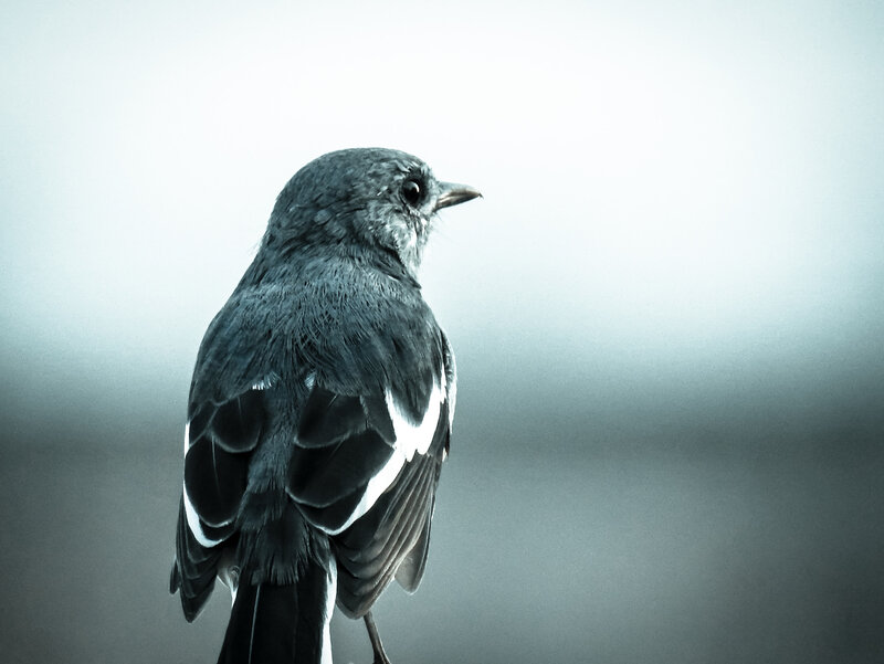 Small Bird on Perch
