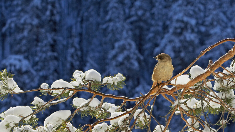 Small Bird on Pine Branch