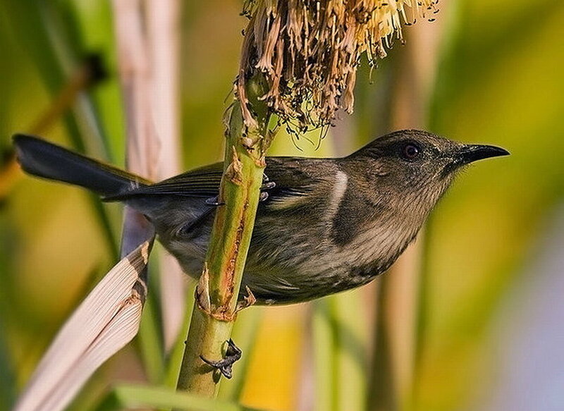 Small Bird on Plant Stem