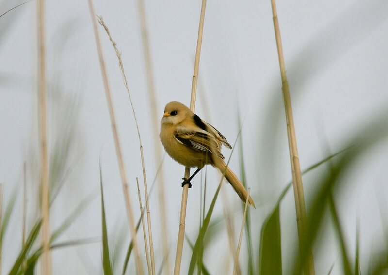 Small Bird on Reed — Beige