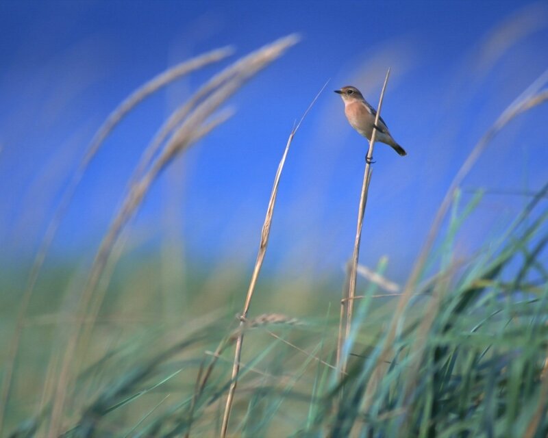 Small Bird on Reed — Blue