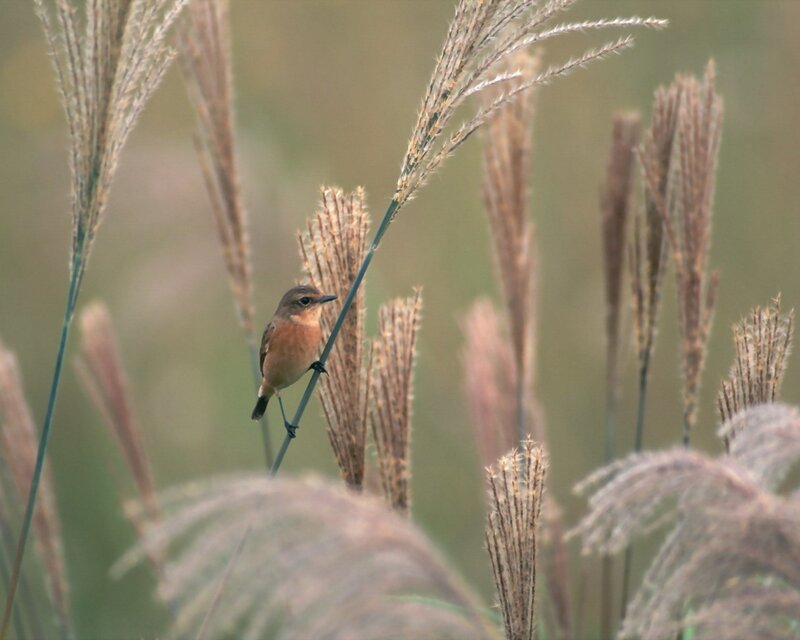 Small Bird on Reed — Brown, Calm, Morning