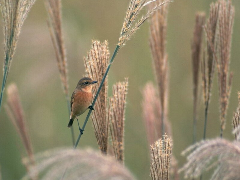 Small Bird on Reed — Brown, Calm