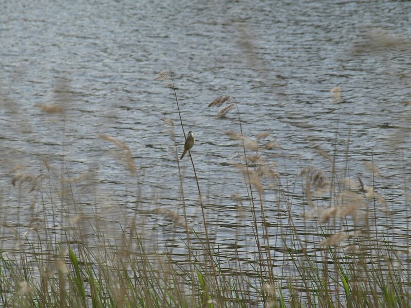 Small Bird on Reed — Brown