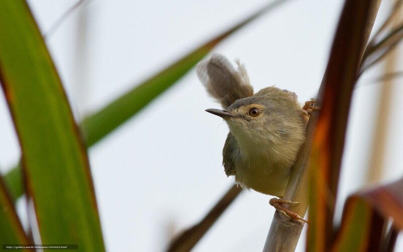 Small Bird on Reed — Green, Calm