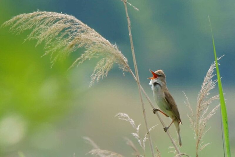 Small Bird on Reed — Green