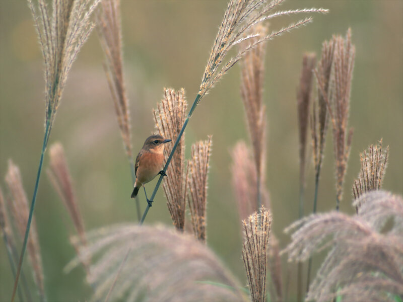 Small Bird on Reed