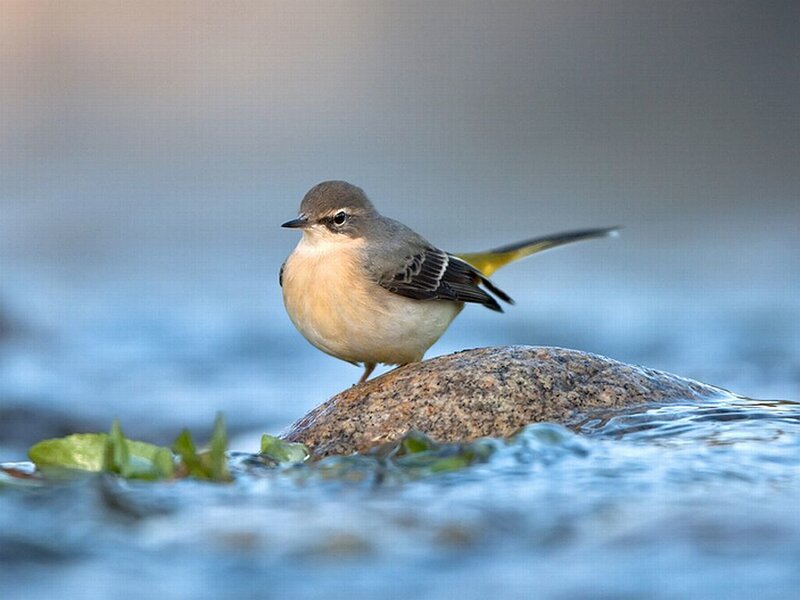 Small Bird on Rock