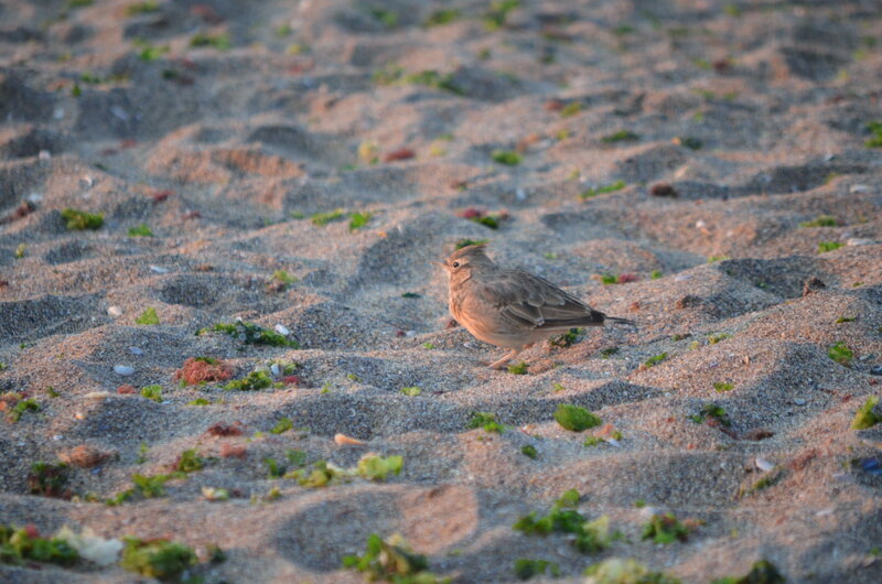 Small Bird on Sand