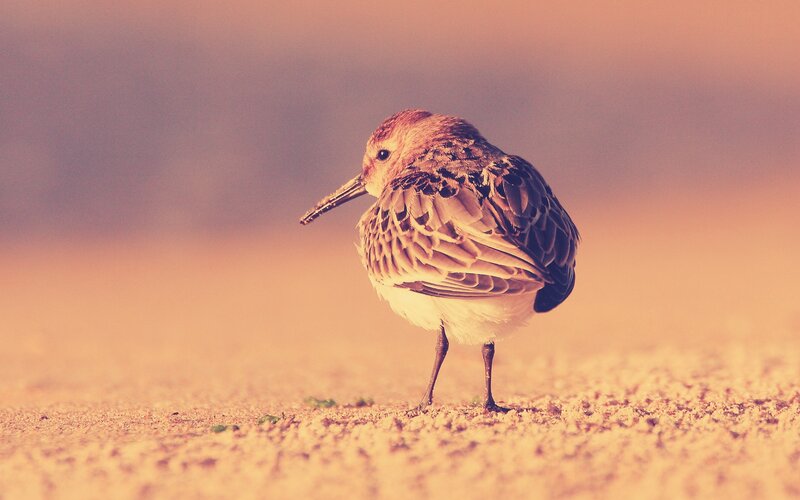 small bird on sandy ground