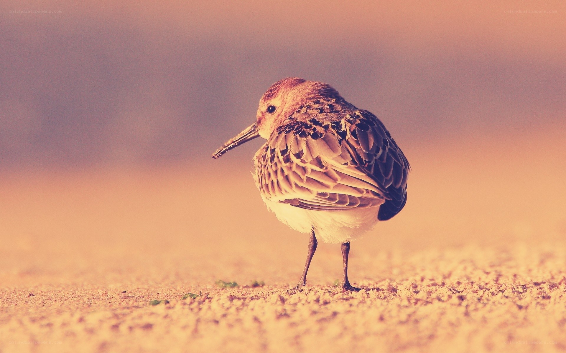 small bird on sandy ground