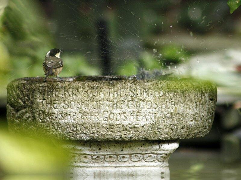 Small Bird on Stone Basin