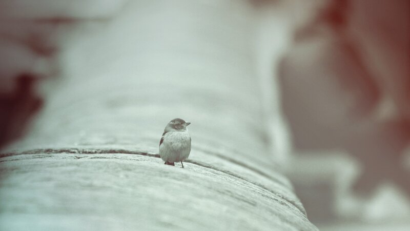 small bird on stone surface