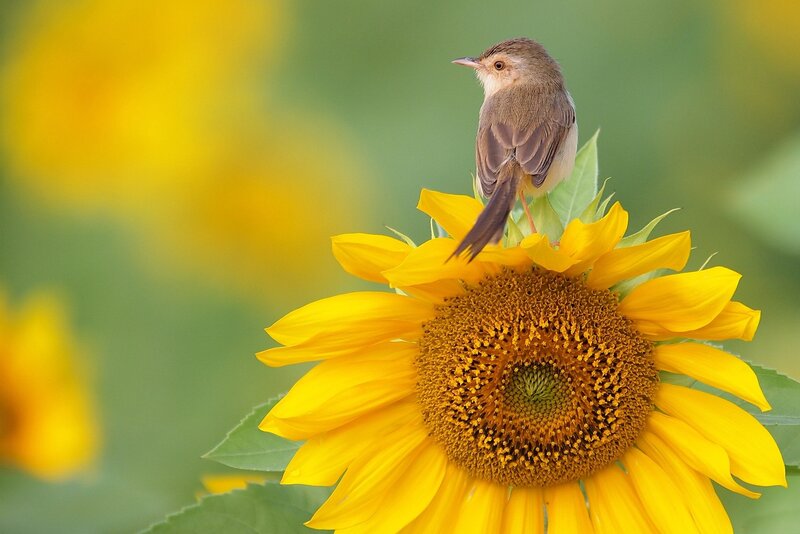 Small Bird on Sunflower