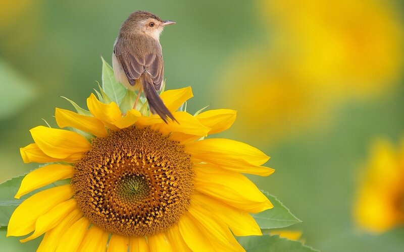 Small Bird on Sunflower — Yellow, Serene, Afternoon, Photograph